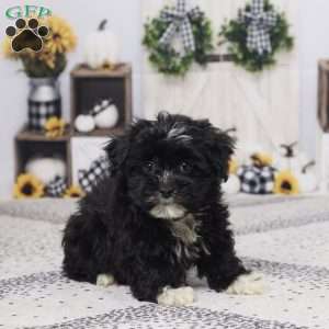 Buster, Havapoo Puppy